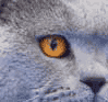 Британские кошки котята голубой британский кот для вязки короткошерстные британцы плюшевые Best in Show Сacib FIFe WCF TICA CFA GCCF