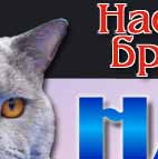 Британские кошки котята голубой британский кот для вязки короткошерстные британцы плюшевые Best in Show Сacib FIFe WCF TICA CFA GCCF