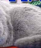 Британские кошки котята голубой британский кот для вязки короткошерстные британцы плюшевые Best in Show Сacib FIFe WCF TICA CFA GCCF