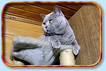 Британские кошки котята голубой британский кот для вязки короткошерстные британцы плюшевые Best in Show Сacib FIFe WCF TICA CFA GCCF