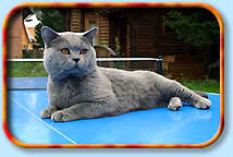 Британские кошки котята голубой британский кот для вязки короткошерстные британцы плюшевые Best in Show Сacib FIFe WCF TICA CFA GCCF